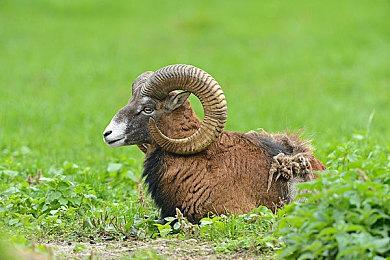 模拟游戏《菲奥和抵抗命运的城市》Steam页面 明年发售